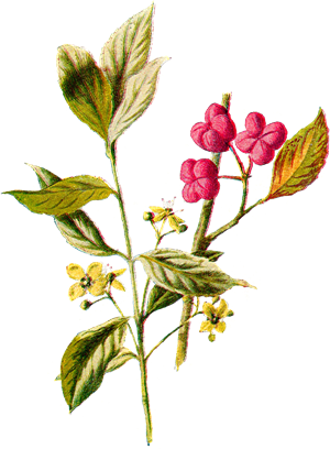 "Spring Renewal" (90 min./$129)
Photo