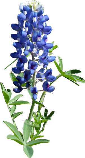 "Spring Serenity" (105 min./$159) Photo